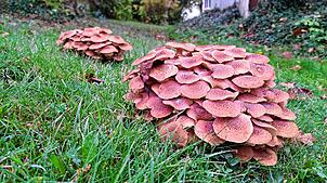 Eigentlich ein faszinierender Anblick – doch manche Gartenbesitzer stören die zahlreichen Pilze, die derzeit auf den Rasenflächen sprießen.