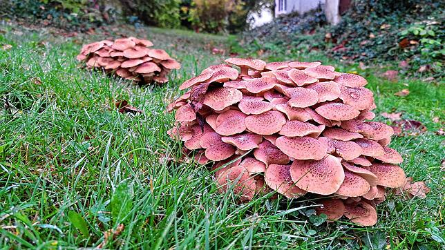Eigentlich ein faszinierender Anblick – doch manche Gartenbesitzer stören die zahlreichen Pilze, die derzeit auf den Rasenflächen sprießen.
