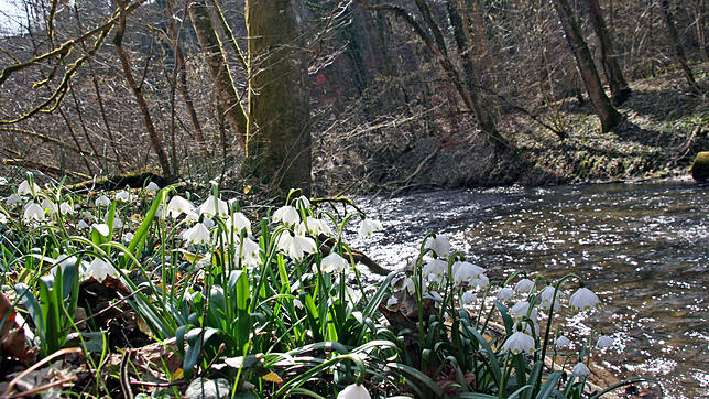 Der Aachtobel unterhalb von Taisersdorf ist eine der Naturoasen, mit denen Owingen bei Touristen punkten will.