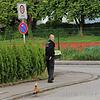 Polizeibeamtin Romy Stricksner bringt den Nachwuchs in Sicherheit, Mutter Rostgans folgt unauffällig. Bild: Hanspeter Walter