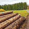 Unmittelbar an einem Forstweg gelegen, könnte der Waldkindergarten in Grafenhausen entstehen. Der vorgeschriebene Waldabstand von 30 ...