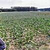 Hier wachsen auf zwei Hektar Zuckerrüben. Die sind als Futterergänzung für knapp 60 Milchkühe und weitere 60 Jungtiere vorgesehen, die ...