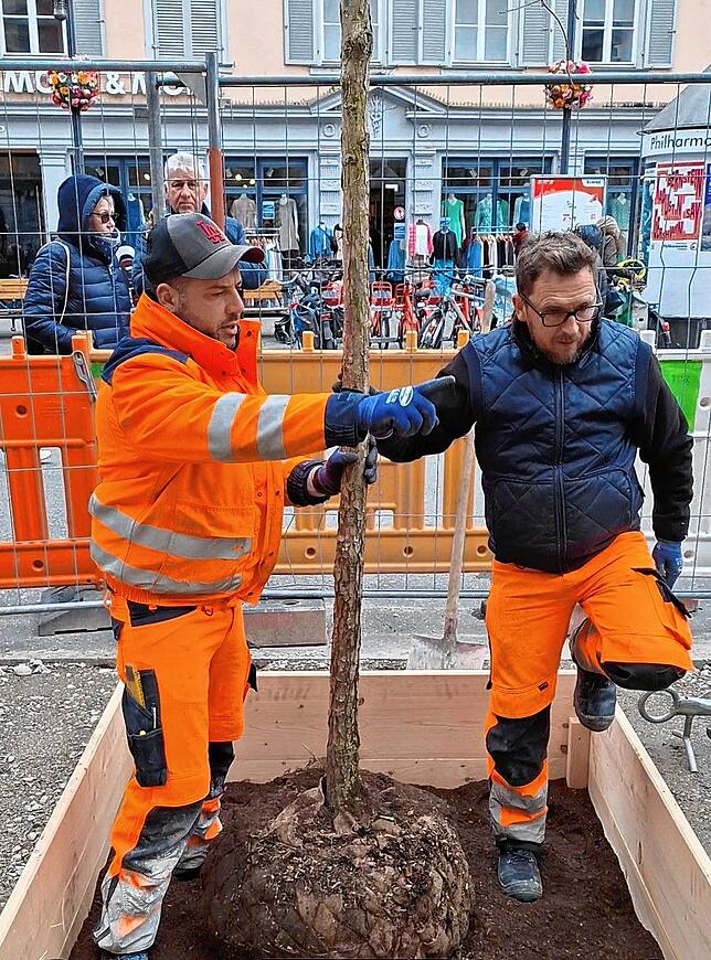 Bis die drei jungen Eichen Schatten spenden, wird noch einige Zeit vergehen. Sie wurden erst Ende April gepflanzt.