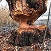 Am Markelfinger Winkel hat ein Biber mit seinen Zähnen gut sichtbare Spuren an einem Baum hinterlassen. Die Tiere sind im Raum ...
