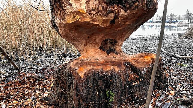 Am Markelfinger Winkel hat ein Biber mit seinen Zähnen gut sichtbare Spuren an einem Baum hinterlassen. Die Tiere sind im Raum ...