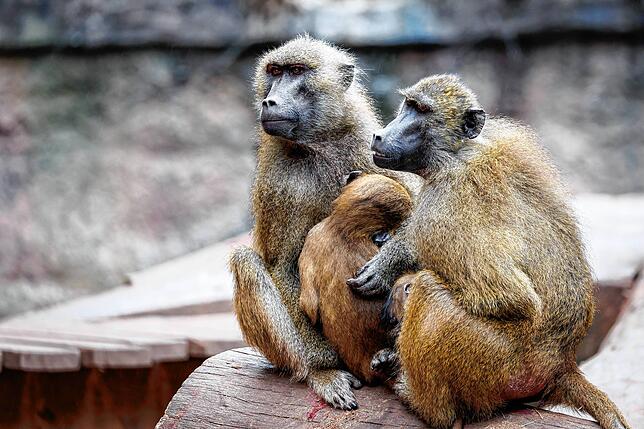 Paviane, darunter ein Jungtier, sitzen in ihrem Gehege im Tiergarten Nürnberg.