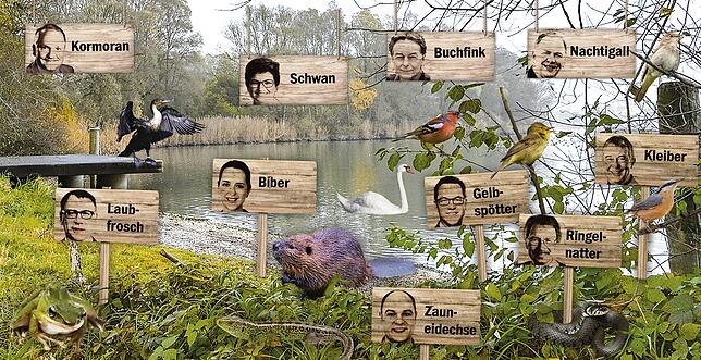 Im Streuheu sammelt sich viel Getier, fast alle säßen gerne auf dem Thron im Schilf. Eingepflockt sind der Kormoran (OB Martin Staab), ...