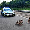 Familienausflug auf der Autobahn: Gans und Gänserich watscheln mit ihren acht Küken vor den Augen der Polizei seelenruhig über den Asphalt.