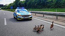 Familienausflug auf der Autobahn: Gans und Gänserich watscheln mit ihren acht Küken vor den Augen der Polizei seelenruhig über den Asphalt.