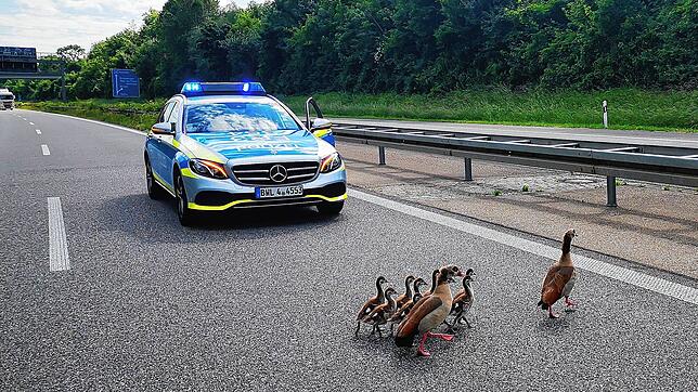 Familienausflug auf der Autobahn: Gans und Gänserich watscheln mit ihren acht Küken vor den Augen der Polizei seelenruhig über den Asphalt.