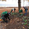 Zehn Gartenbaubetriebe aus der Region sorgen unterstützt von der Stiftung Liebenau für den Frühjahrsflor der Landesgartenschau. Bilder: ...