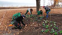 Zehn Gartenbaubetriebe aus der Region sorgen unterstützt von der Stiftung Liebenau für den Frühjahrsflor der Landesgartenschau.