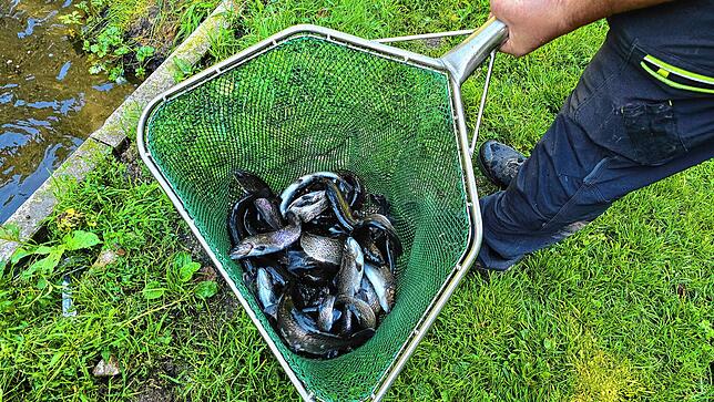 Mit Netzen werden die Regenbogenforellen behutsam aus dem Teich gefischt,.