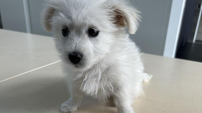 Der kleine Hund wird seine nächste Zeit im Tierheim verbringen müssen.