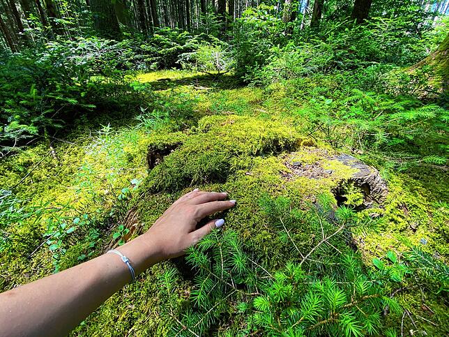 Reichlich grün zeigt sich der Schwarzwald oft – und das dicke Moos auf dem Waldboden lädt direkt zum Darüberstreicheln ein.