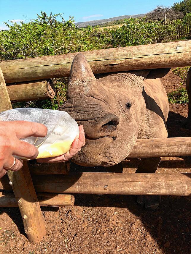 Im Nashorn-Waisenhaus ist Reinhard Baumgärtner unter anderem für die Fütterung der Tiere zuständig.