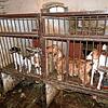 Eine Illegale Hundezucht in Polen, rund 80 Kilometer von der Stadt Poznan entfernt.