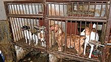 Eine Illegale Hundezucht in Polen, rund 80 Kilometer von der Stadt Poznan entfernt.
