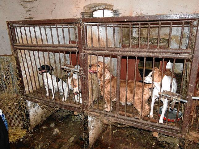 Eine Illegale Hundezucht in Polen, rund 80 Kilometer von der Stadt Poznan entfernt.