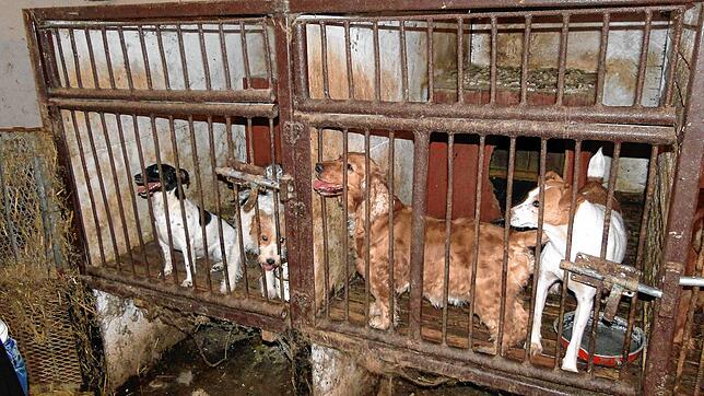 Eine Illegale Hundezucht in Polen, rund 80 Kilometer von der Stadt Poznan entfernt.