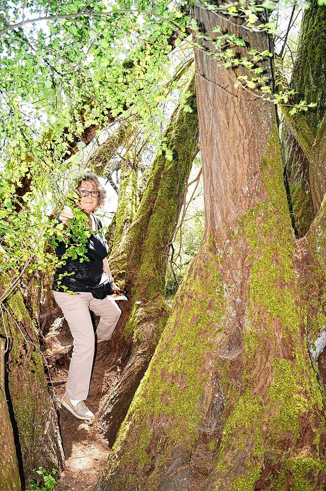 &bdquo;Wie im Dschungel&ldquo; fühlt sich Katharina Gouders im Stockacher Aachried.