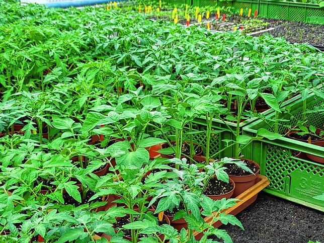 Lust auf Tomate? In Steigen gibt es Samen und Pflanzen, die kein Problem mit dem Klima in der Region haben. Wie wäre es mit Burbanks, ...