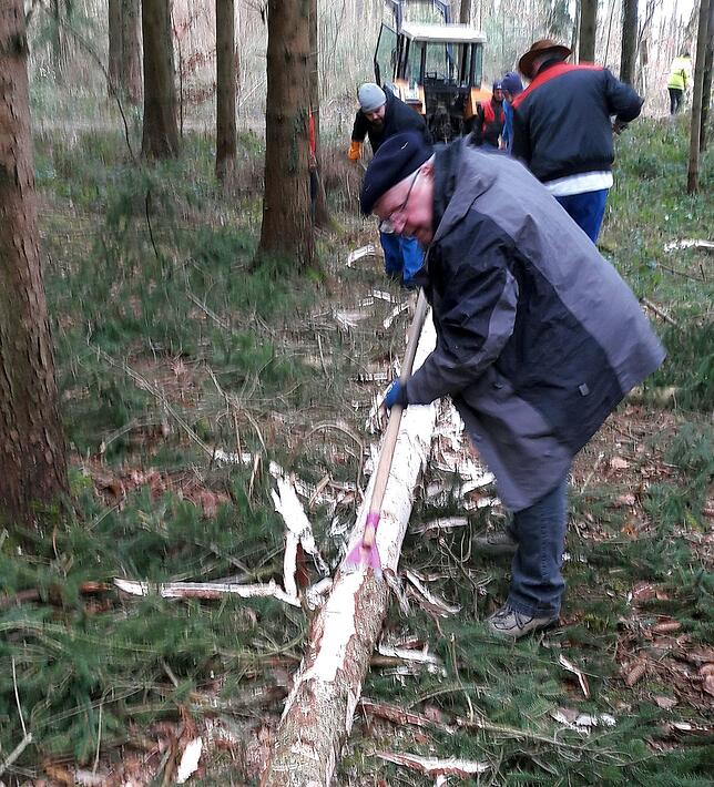 Bild 1: Fuhrmänner holen den Markdorfer Narrenbaum im Gewann Burgstall aus dem Wald