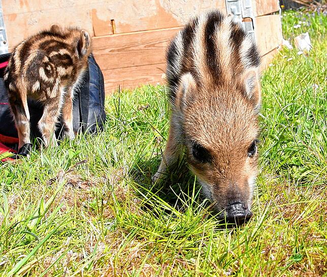 Rüssel voraus! Die Wildschwein-Ferkel müssen die Welt erkunden.
