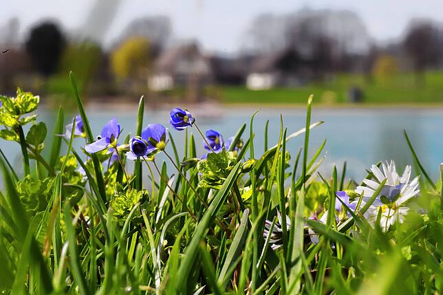 Hornveilchen am Schlosssee, im Hintergrund das Kiosk, das ab dieser Saison vom neuen Pächter Serafettin Avci betrieben wird.