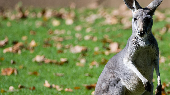 Zwischen Bad Dürrheim und Villingen-Schwenningen herrschte zuletzt Känguru-Alarm, als ein solches Tier aus einem Zirkus bei Bad Dürrheim ...