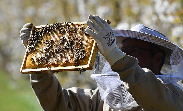 Ein Imker kontrolliert Bienenwaben (Archivbild).