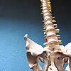 Die menschliche Wirbelsäule im Modell eines Skeletts: Unter anderem an diesem empfindlichen Körperteil arbeiten Neurochirurgen. Und ...