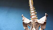Die menschliche Wirbelsäule im Modell eines Skeletts: Unter anderem an diesem empfindlichen Körperteil arbeiten Neurochirurgen. Und ...