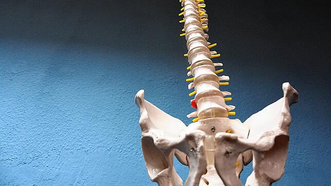 Die menschliche Wirbelsäule im Modell eines Skeletts: Unter anderem an diesem empfindlichen Körperteil arbeiten Neurochirurgen. Und ...