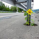 Nicht jedes Unkraut muss sofort weichen – dieses haben die Straßenwärter noch bildlich festgehalten.