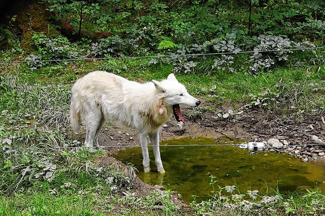 Bild 8: So kommen Zootiere mit der Hitze klar