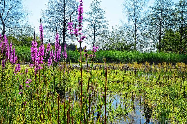 In der Senke Felbenweiher hat sich ein Feuchtgebiet entwickelt – Lebensraum für zahlreiche vom Aussterben bedrohte Tiere.