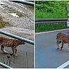 Der Luchs B723 wurde in der Vergangenheit mehrfach in der Region fotografiert – 2020 auf der Höri (links) und 2022 bei Radolfzell.