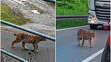 Der Luchs B723 wurde in der Vergangenheit mehrfach in der Region fotografiert – 2020 auf der Höri (links) und 2022 bei Radolfzell.