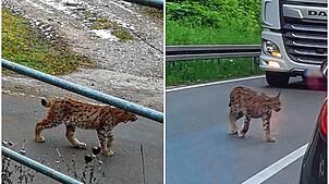 Der Luchs B723 wurde in der Vergangenheit mehrfach in der Region fotografiert – 2020 auf der Höri (links) und 2022 bei Radolfzell.