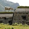 Eine Kuh steht auf dem ehemaligen Armeebunker und heutigen Museum beim "Ospizo San Gottardo" auf dem Gotthardpass, welcher auf 2100 ...