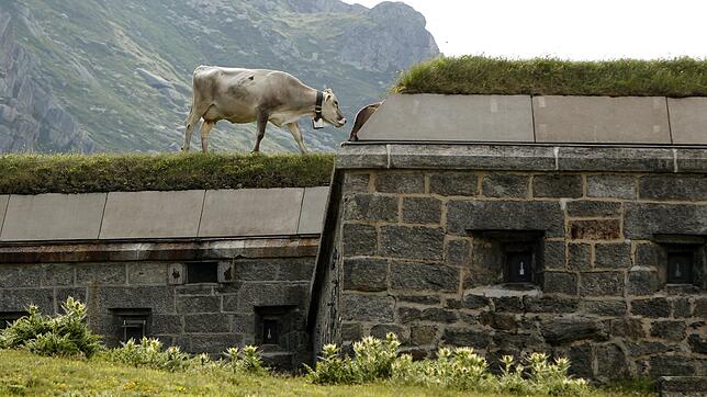 Eine Kuh steht auf dem ehemaligen Armeebunker und heutigen Museum beim "Ospizo San Gottardo" auf dem Gotthardpass, welcher auf 2100 ...