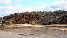 Neben Sägemehl und Hackschnitzeln wird auch sogenanntes K-Holz, so lautet die Bezeichnung für krankes Holz, zur Produktion von Pellets ...