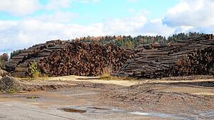 Neben Sägemehl und Hackschnitzeln wird auch sogenanntes K-Holz, so lautet die Bezeichnung für krankes Holz, zur Produktion von Pellets ...