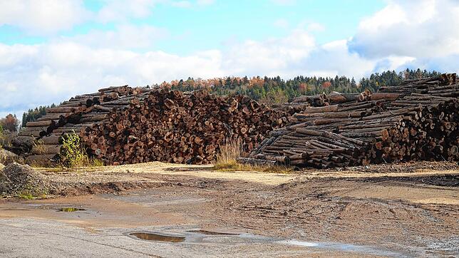 Neben Sägemehl und Hackschnitzeln wird auch sogenanntes K-Holz, so lautet die Bezeichnung für krankes Holz, zur Produktion von Pellets ...