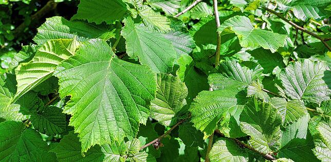 Blätter eines Hasel-Strauches im VS-Wald