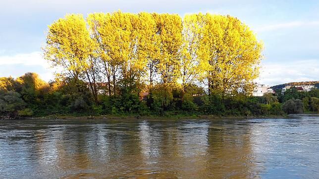 Die Fridolinsinsel liegt inmitten des Rheins, hier von der Anlegestelle des Ausflugsschiffs „Trompeter von Säckingen“ aus gesehen.