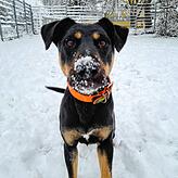 Hündin Hope ist ebenso wie ihr Bruder Rocky zwei Jahre alt und ein Schäferhund-Jagdterrier-Mischling. Sie werden allerdings getrennt ...