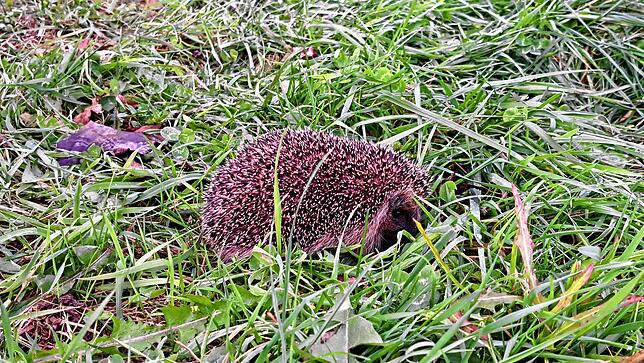 Eine große Gefahr für Igel sind Mähroboter. Tiere, deren Pfoten von den automatischen Rasenmähern abgetrennt wurden, sind für Helga ...