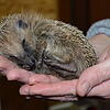 Wenn ein Igel so klein ist, überlebt er den Winter in der Natur oft nicht. Manuela Martin päppelt die Tiere auf. Wenn sie gesund sind, ...